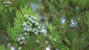 Genç katil kozalaklara yakın çekim. Genç meyveli yeşil thuja ağacı, doğal arka plan. Thuja dalları ve rüzgarda sallanan genç meyveler. Peyzaj