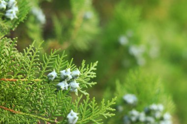 Genç meyveli Thuja dalları. Genç meyveli yeşil thuja ağacı, yakın plan. Doğal arkaplan