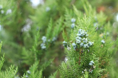 Genç meyveli Thuja dalları. Genç meyveli yeşil thuja ağacı, yakın plan. Doğal arkaplan