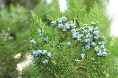 Genç meyveli Thuja dalları. Genç meyveli yeşil thuja ağacı, yakın plan. Doğal arkaplan