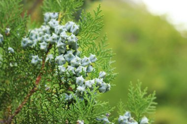 Genç meyveli Thuja dalları. Genç meyveli yeşil thuja ağacı, yakın plan. Doğal arkaplan