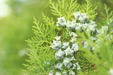 Genç meyveli Thuja dalları. Genç meyveli yeşil thuja ağacı, yakın plan. Doğal arkaplan