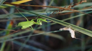 Yeşil peygamber devesi eski derisini döküyor. Çimenlikteki bir böceğin yakın çekimi. Deri değiştirdikten sonra, yeşil peygamber devesi bir yetişkine dönüştü. Peygamber devesi eski derinin yanında