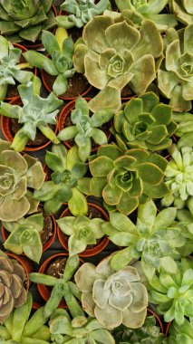 Tencerelerde Echeveria koleksiyonu, üst manzara. Echeveria 'yı bir mağazada satmak. Yeşil sulu. Tencerede iç mekan bitkileri. Evde bahçıvanlık. Düz yatıyordu