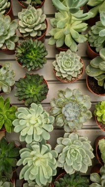 Tencerelerde Echeveria koleksiyonu, üst manzara. Echeveria 'yı bir mağazada satmak. Yeşil sulu. Tencerede iç mekan bitkileri. Evde bahçıvanlık. Düz yatıyordu