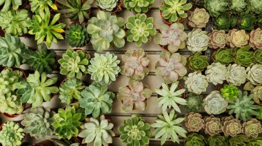 Tencerelerde Echeveria koleksiyonu, üst manzara. Echeveria 'yı bir mağazada satmak. Yeşil sulu. Tencerede iç mekan bitkileri. Evde bahçıvanlık. Düz yatıyordu