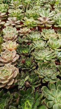 Tencerelerde Echeveria koleksiyonu, yan görüş. Echeveria 'yı bir mağazada satmak. Yeşil sulu. Tencerede iç mekan bitkileri. Evde bahçe işleri.