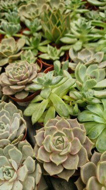 Tencerelerde Echeveria koleksiyonu, yan görüş. Echeveria 'yı bir mağazada satmak. Yeşil sulu. Tencerede iç mekan bitkileri. Evde bahçe işleri.