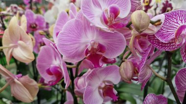 Phalaenopsis. Orkide çiçekleri kapanıyor. Çiçekçide orkide satmak. Çeşitli parlak çiçek açan orkidelerin koleksiyonu. Doğal arka plan. Çiçek işi