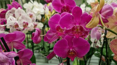 Phalaenopsis. Orkide çiçekleri kapanıyor. Çiçekçide orkide satmak. Çeşitli parlak çiçek açan orkidelerin koleksiyonu. Doğal arka plan. Çiçek işi