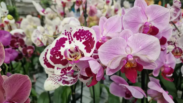 Phalaenopsis. Orkide çiçekleri kapanıyor. Çiçekçide orkide satmak. Çeşitli parlak çiçek açan orkidelerin koleksiyonu. Doğal arka plan. Çiçek işi