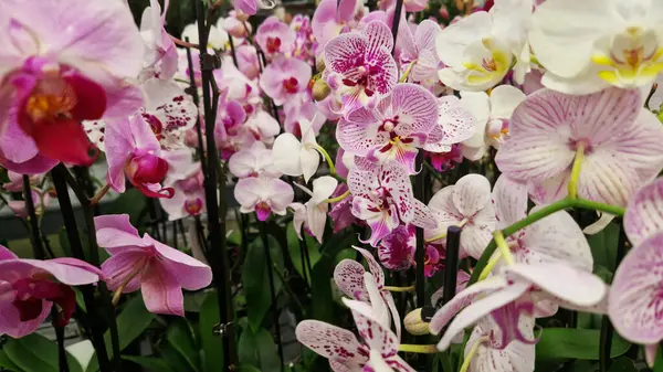 Phalaenopsis. Orkide çiçekleri kapanıyor. Çiçekçide orkide satmak. Çeşitli parlak çiçek açan orkidelerin koleksiyonu. Doğal arka plan. Çiçek işi