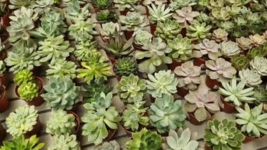 Tencerelerde Echeveria koleksiyonu, üst manzara. Echeveria 'yı bir mağazada satmak. Yeşil sulu. Tencerede iç mekan bitkileri. Evde bahçe işleri.