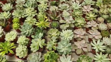 Tencerelerde Echeveria koleksiyonu, üst manzara. Echeveria 'yı bir mağazada satmak. Yeşil sulu. Tencerede iç mekan bitkileri. Evde bahçe işleri.