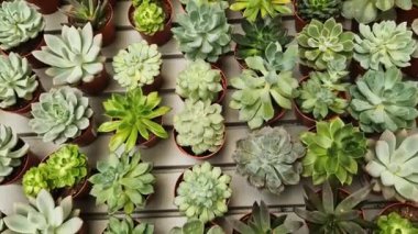 Tencerelerde Echeveria koleksiyonu, üst manzara. Echeveria 'yı bir mağazada satmak. Yeşil sulu. Tencerede iç mekan bitkileri. Evde bahçe işleri.