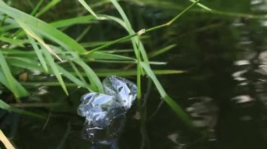 Plastik şişe suda, gölde ya da nehirde. Plastik kirliliği. Rezervlerin ve nehirlerin kirliliği. Nehirdeki çöpler yakın planda. Terk edilmiş bir şişe gölde yüzüyor. Nehir suyunda yiyecek plastiği