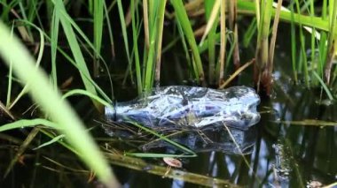 Eldiven giyen bir gönüllü göl veya gölette plastik şişe topluyor. Plastik şişe suda, gölde ya da nehirde. Plastik kirliliği. Rezervlerin ve nehirlerin kirliliği. Nehirdeki çöpler yakın plan.