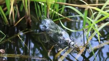 Eldiven giyen bir gönüllü göl veya gölette plastik şişe topluyor. Plastik şişe suda, gölde ya da nehirde. Plastik kirliliği. Rezervlerin ve nehirlerin kirliliği. Nehirdeki çöpler yakın plan.