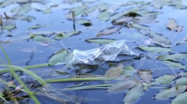 Eldiven giyen bir gönüllü göl veya gölette plastik şişe topluyor. Plastik şişe suda, gölde ya da nehirde. Plastik kirliliği. Rezervlerin ve nehirlerin kirliliği. Nehirdeki çöpler yakın plan.