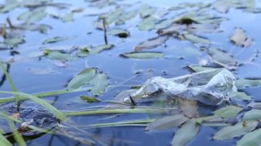 Eldiven giyen bir gönüllü göl veya gölette plastik şişe topluyor. Plastik şişe suda, gölde ya da nehirde. Plastik kirliliği. Rezervlerin ve nehirlerin kirliliği. Nehirdeki çöpler yakın plan.
