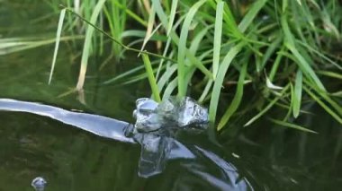 Eldiven giyen bir gönüllü göl veya gölette plastik şişe topluyor. Plastik şişe suda, gölde ya da nehirde. Plastik kirliliği. Rezervlerin ve nehirlerin kirliliği. Nehirdeki çöpler yakın plan.