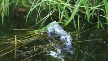 Eldiven giyen bir gönüllü göl veya gölette plastik şişe topluyor. Plastik şişe suda, gölde ya da nehirde. Plastik kirliliği. Rezervlerin ve nehirlerin kirliliği. Nehirdeki çöpler yakın plan.