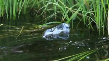 Eldiven giyen bir gönüllü göl veya gölette plastik şişe topluyor. Plastik şişe suda, gölde ya da nehirde. Plastik kirliliği. Rezervlerin ve nehirlerin kirliliği. Nehirdeki çöpler yakın plan.