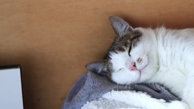 Kedi balkonda dinleniyor, evcil hayvanın yakın çekimi. Kedi duvarın yanındaki yatak örtüsünde uyur. Kedi suratı. Tatmin olmuş genç bir kedi, yumuşak bir battaniyenin üzerinde uzanıyor.