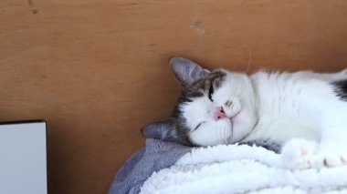 Kedi balkonda dinleniyor, evcil hayvanın yakın çekimi. Kedi duvarın yanındaki yatak örtüsünde uyur. Kedi suratı. Tatmin olmuş genç bir kedi, yumuşak bir battaniyenin üzerinde uzanıyor.