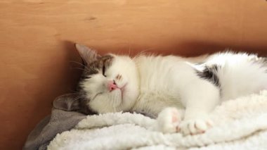 Kedi balkonda dinleniyor, evcil hayvanın yakın çekimi. Kedi duvarın yanındaki yatak örtüsünde uyur. Kedi suratı. Tatmin olmuş genç bir kedi, yumuşak bir battaniyenin üzerinde uzanıyor.