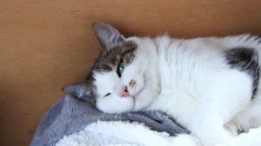 Kedi balkonda dinleniyor, evcil hayvanın yakın çekimi. Kedi duvarın yanındaki yatak örtüsünde uyur. Kedi suratı. Tatmin olmuş genç bir kedi, yumuşak bir battaniyenin üzerinde uzanıyor.