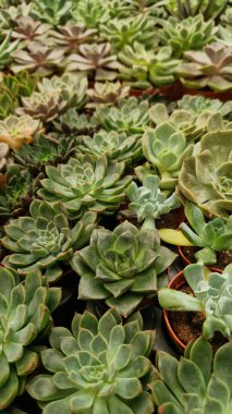 Tencerelerde Echeveria koleksiyonu, yan görüş. Echeveria 'yı bir mağazada satmak. Yeşil sulu. Tencerede iç mekan bitkileri. Evde bahçe işleri.