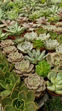 Tencerelerde Echeveria koleksiyonu, yan görüş. Echeveria 'yı bir mağazada satmak. Yeşil sulu. Tencerede iç mekan bitkileri. Evde bahçe işleri.