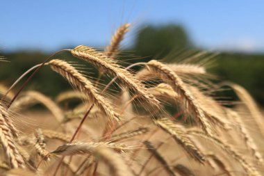 Çavdar tarlası, tarım. Tahıl hasadı. Güneşli bir günde, tarladaki sarı buğday kulakları. Tarım alanının güzel manzarası, tahıl kulakları. Tarım sektörü konsepti. Tahıl hasadı