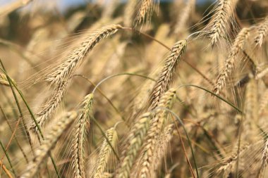 Çavdar tarlası, tarım. Tahıl hasadı. Güneşli bir günde, tarladaki sarı buğday kulakları. Tarım alanının güzel manzarası, tahıl kulakları. Tarım sektörü konsepti. Tahıl hasadı