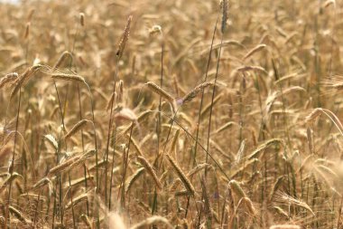 Çavdar tarlası, tarım. Tahıl hasadı. Güneşli bir günde, tarladaki sarı buğday kulakları. Tarım alanının güzel manzarası, tahıl kulakları. Tarım sektörü konsepti. Tahıl hasadı