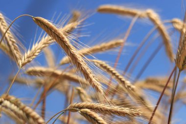 Çavdar tarlası, tarım. Tahıl hasadı. Güneşli bir günde, tarladaki sarı buğday kulakları. Tarım alanının güzel manzarası, tahıl kulakları. Tarım sektörü konsepti. Tahıl hasadı