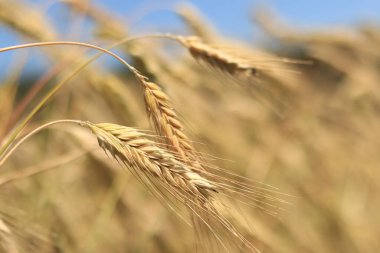 Çavdar tarlası, tarım. Tahıl hasadı. Güneşli bir günde, tarladaki sarı buğday kulakları. Tarım alanının güzel manzarası, tahıl kulakları. Tarım sektörü konsepti. Tahıl hasadı