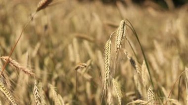 Güneşli bir günde, tarladaki sarı buğday kulakları. Tarım alanının güzel manzarası, tahıl kulakları. Tarım sektörü kavramı