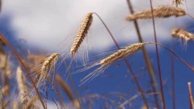 Çavdar tarlası, tarım. Tahıl hasadı. Güneşli bir günde, tarlada sarı buğday kulakları