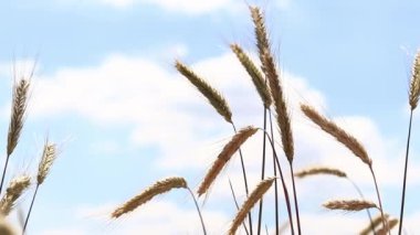 Çavdar tarlası, tarım. Tahıl hasadı. Güneşli bir günde, tarladaki sarı buğday kulakları. Tarım alanının güzel manzarası, tahıl kulakları. Tarım sektörü konsepti. Tahıl hasadı