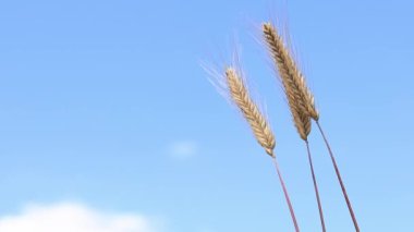 Çavdar tarlası, tarım. Tahıl hasadı. Güneşli bir günde, tarladaki sarı buğday kulakları. Tarım alanının güzel manzarası, tahıl kulakları. Tarım sektörü konsepti. Tahıl hasadı