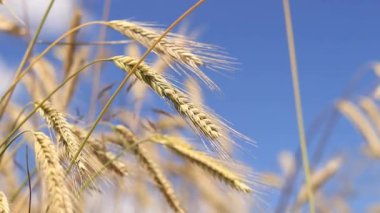 Çavdar tarlası, tarım. Tahıl hasadı. Güneşli bir günde, tarladaki sarı buğday kulakları. Tarım alanının güzel manzarası, tahıl kulakları. Tarım sektörü konsepti. Tahıl hasadı