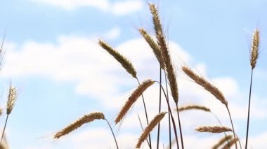 Çavdar tarlası, tarım. Tahıl hasadı. Güneşli bir günde, tarladaki sarı buğday kulakları. Tarım alanının güzel manzarası, tahıl kulakları. Tarım sektörü konsepti. Tahıl hasadı