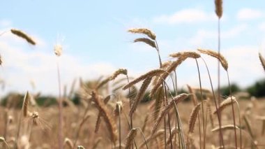 Çavdar tarlası, tarım. Tahıl hasadı. Güneşli bir günde, tarladaki sarı buğday kulakları. Tarım alanının güzel manzarası, tahıl kulakları. Tarım sektörü konsepti. Tahıl hasadı