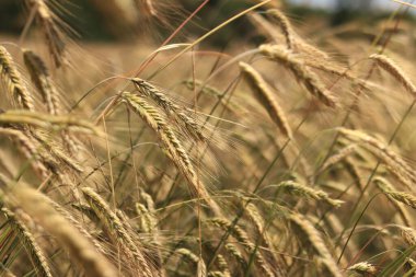 Çavdarın kulakları seçici bir odaklanma ile kapanır. Tarlada olgunlaşan tahıllar. Çavdar tarlası. Tarım. Kırsal alan. Büyüyen tahıl hasadı kavramı