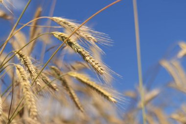 Çavdarın kulakları seçici bir odaklanma ile kapanır. Tarlada olgunlaşan tahıllar. Çavdar tarlası. Tarım. Kırsal alan. Büyüyen tahıl hasadı kavramı