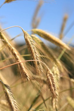 Çavdarın kulakları seçici bir odaklanma ile kapanır. Tarlada olgunlaşan tahıllar. Çavdar tarlası. Tarım. Kırsal alan. Büyüyen tahıl hasadı kavramı