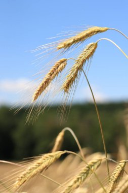 Çavdarın kulakları seçici bir odaklanma ile kapanır. Tarlada olgunlaşan tahıllar. Çavdar tarlası. Tarım. Kırsal alan. Büyüyen tahıl hasadı kavramı