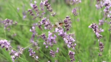 Bahar lavanta çiçekleri. Lavanta çiçekleri kapanıyor. Güzel doğa manzarası. Lavanta tarlası. Seçici odaklı mor lavanta çiçekleri. Aromaterapi